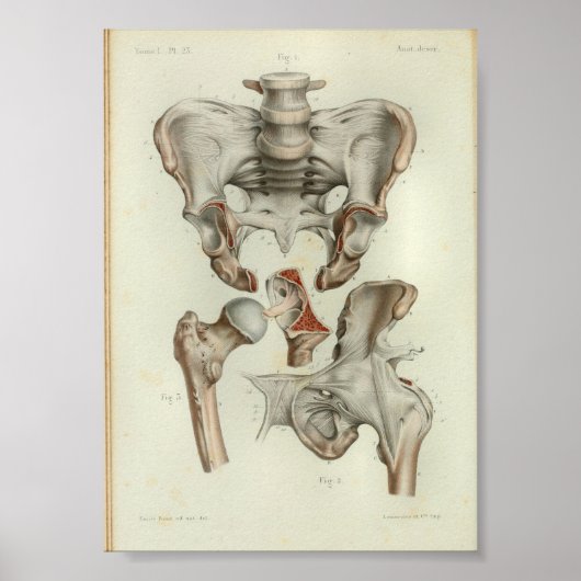 1844 anatomie Afdrukken Pelvis Hip Poster (Voorkant)