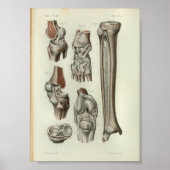1844  anatomie Afdrukknop Poster (Voorkant)