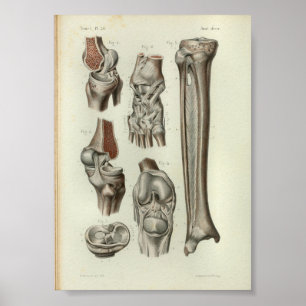 1844  anatomie Afdrukknop Poster