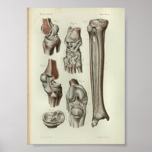 1844  anatomie Afdrukknop Poster (Voorkant)