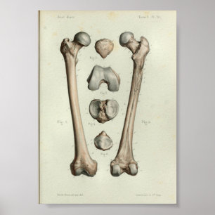 1844 anatomie Afdrukmontagebeentje Poster