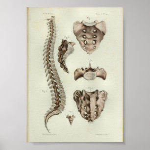 1844 anatomie Afdrukrugkolom Poster