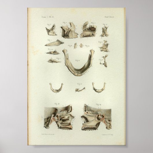 1844 anatomie Afdrukschedel Botten Poster (Voorkant)