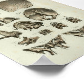 1844  anatomie Afdrukschedel Botten Poster (Hoek)