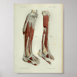 1844  anatomie Afdrukspier been Poster