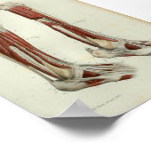 1844 anatomie Afdrukspier been Poster (Hoek)