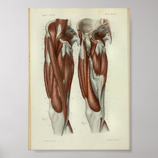 1844 anatomie Afdrukspier been Poster (Voorkant)