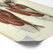 1844 anatomie Afdrukspier been Poster (Hoek)