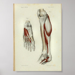 1844  anatomie Afdrukspier been Poster