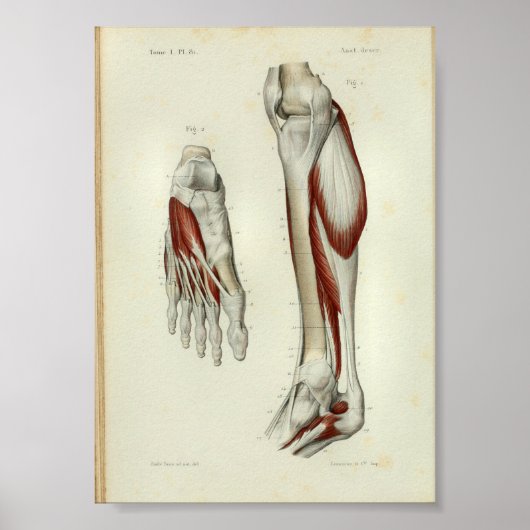 1844  anatomie Afdrukspier been Poster (Voorkant)