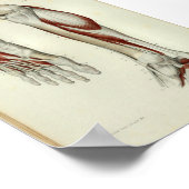 1844  anatomie Afdrukspier been Poster (Hoek)