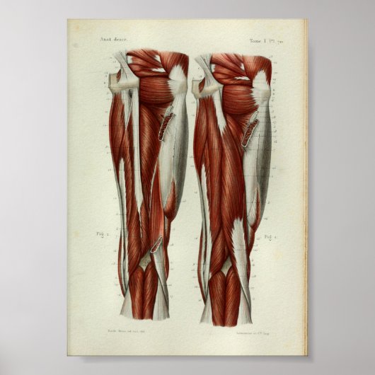 1844 anatomie Afdrukspier been Poster (Voorkant)