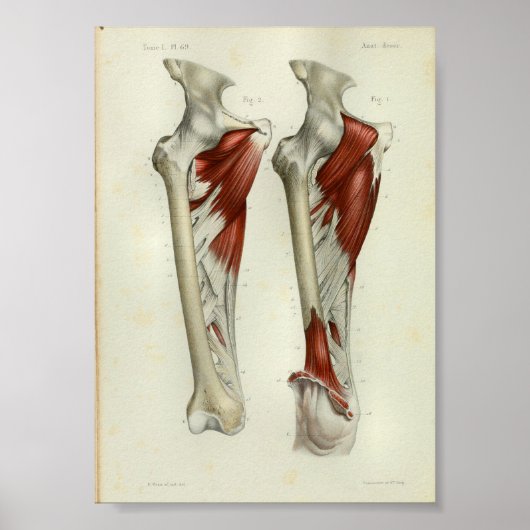 1844  anatomie Afdrukspier been Poster (Voorkant)