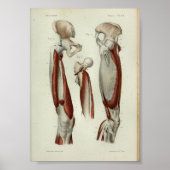 1844  anatomie Afdrukspier been Poster (Voorkant)
