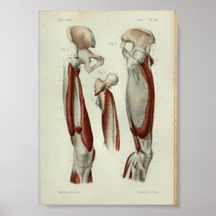 1844  anatomie Afdrukspier been Poster