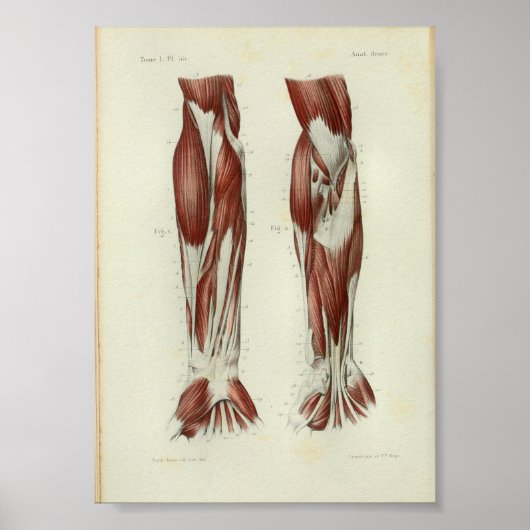 1844 anatomie Afdrukspieren Arm Poster (Voorkant)