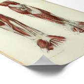 1844 anatomie Afdrukspieren Arm Poster (Hoek)