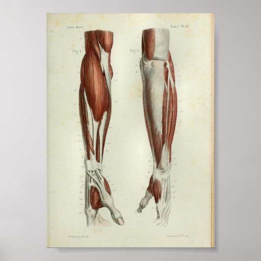 1844 anatomie Afdrukspieren Arm Poster (Voorkant)