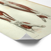 1844 anatomie Afdrukspieren Arm Poster (Hoek)