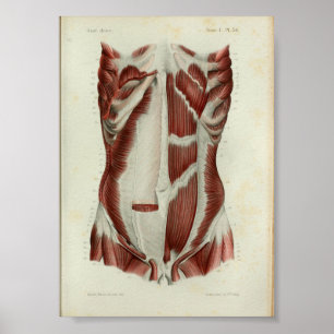 1844  anatomie Afdrukspieren Borst Poster