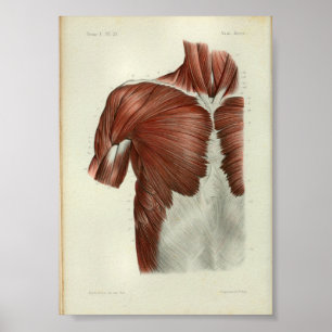 1844 anatomie Afdrukspieren Borst Poster