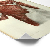 1844  anatomie Afdrukspieren Borst Poster (Hoek)