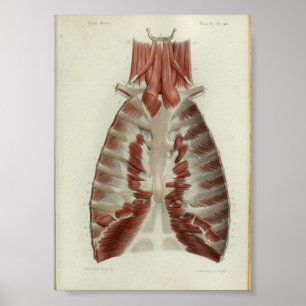 1844 anatomie Afdrukspieren Borst Poster