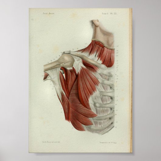 1844  anatomie Afdrukspieren Borst Poster (Voorkant)