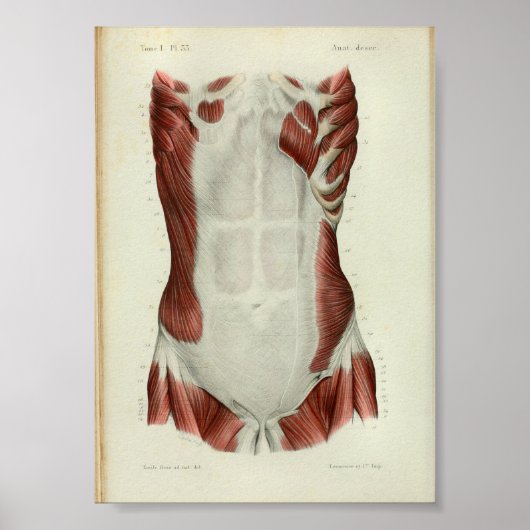1844  anatomie Afdrukspieren Borst Poster (Voorkant)