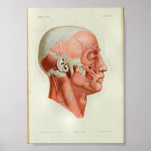 1844  anatomie Afdrukspieren gezicht Poster (Voorkant)
