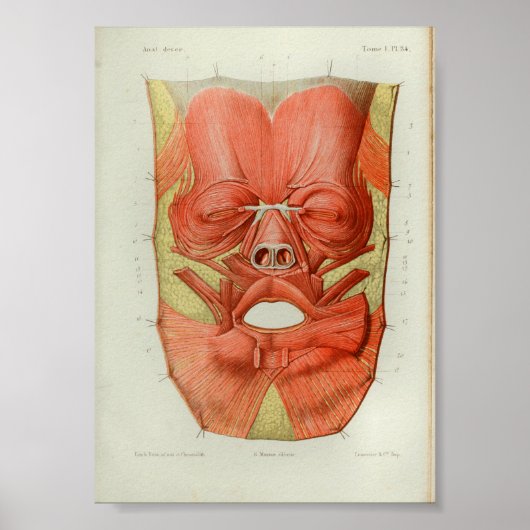 1844 anatomie Afdrukspieren gezicht Poster (Voorkant)