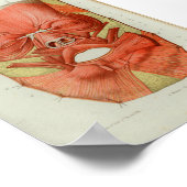 1844 anatomie Afdrukspieren gezicht Poster (Hoek)