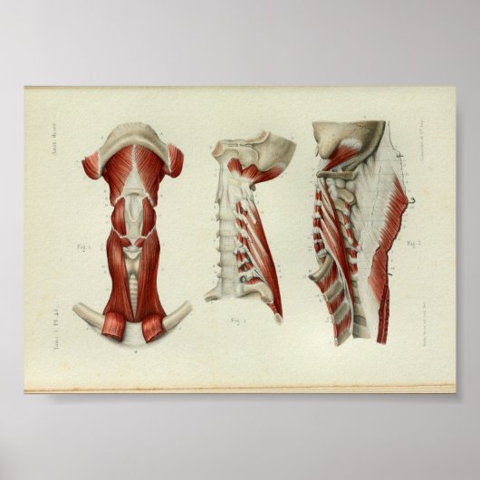 1844 anatomie Afdrukspieren Hals Poster (Voorkant)