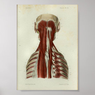 1844 anatomie Afdrukspieren Hals Poster