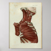 1844  anatomie Afdrukspieren Hals Poster (Voorkant)