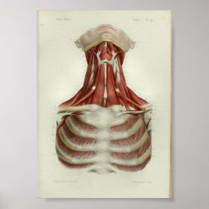 1844 anatomie Afdrukspieren Hals Poster