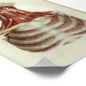 1844  anatomie Afdrukspieren Hals Poster (Hoek)