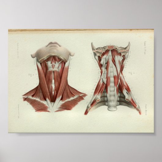 1844 anatomie Afdrukspieren Hals Poster (Voorkant)