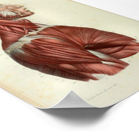 1844  anatomie Afdrukspieren Hals Poster (Hoek)