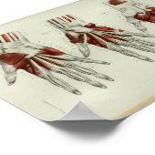 1844 anatomie Afdrukspieren Handje Poster (Hoek)