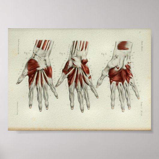 1844 anatomie Afdrukspieren Handje Poster (Voorkant)