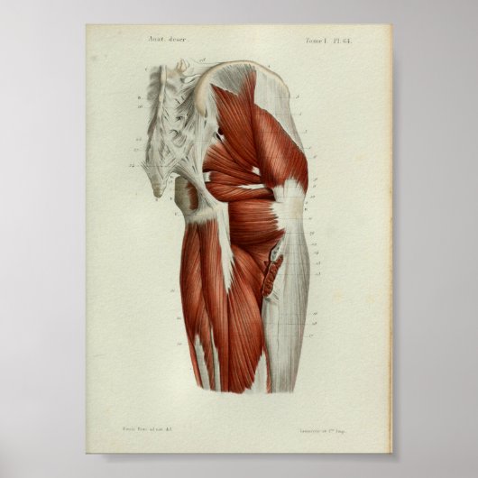 1844 anatomie Afdrukspieren Heup Poster (Voorkant)