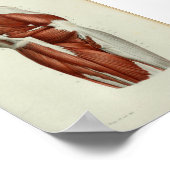 1844 anatomie Afdrukspieren Heup Poster (Hoek)