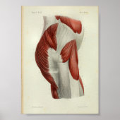 1844 anatomie Afdrukspieren Heup Poster (Voorkant)