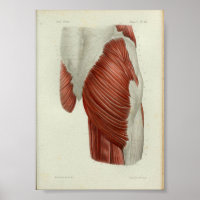 1844  anatomie Afdrukspieren Heup