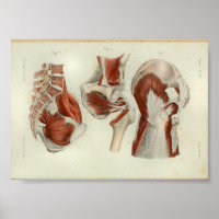 1844 anatomie Afdrukspieren Heup