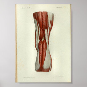 1844  anatomie Afdrukspieren Knie Poster