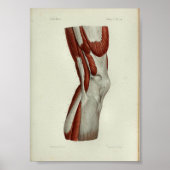 1844  anatomie Afdrukspieren Knie Poster (Voorkant)