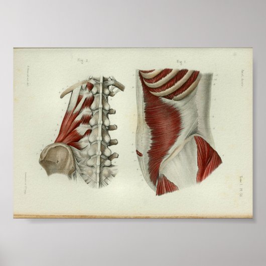 1844  anatomie Afdrukspieren Lumbar Poster (Voorkant)