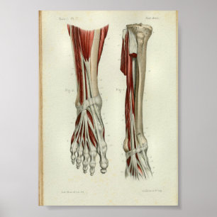 1844  anatomie Afdrukspieren Oppoot Poster